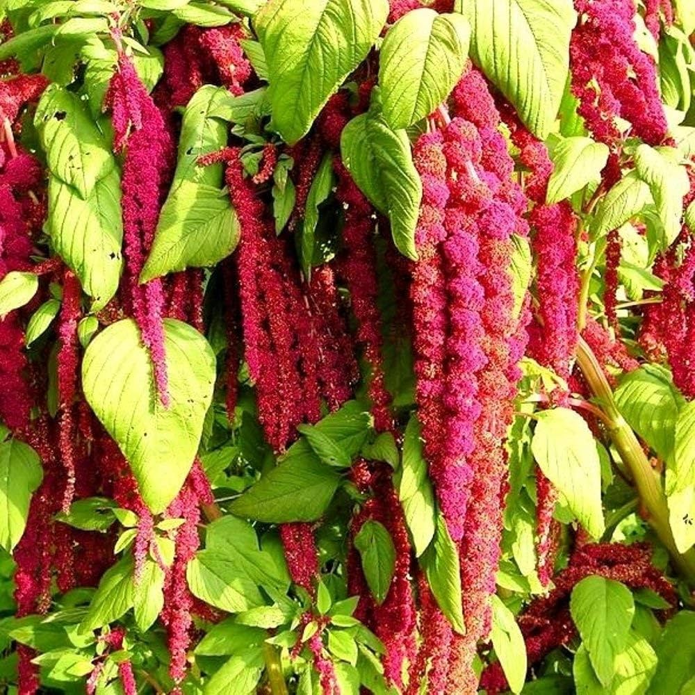 Amaranthus Love Lies Bleeding Red Amaranthus Caudatus - Bulk Seeds for Colorful Flower Beds