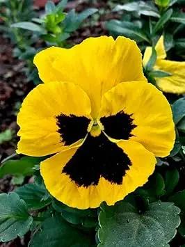 Pansy Flower Seeds Yellow for Planting - NON GMO Seeds Dhara Seeds