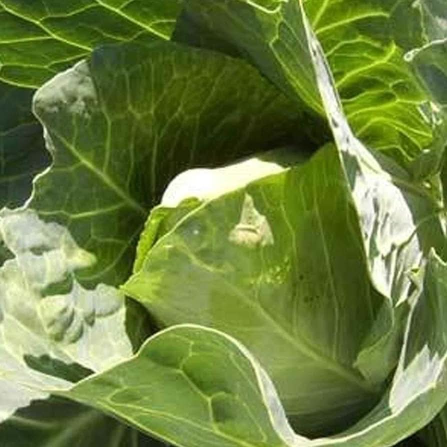 Early Jersey Wakefield Cabbage Brassica oleracea Plant Seeds