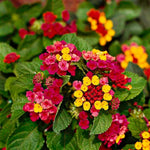 Lantana Camara flower seeds for planting in butterfly garden