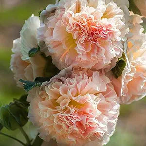 Henry Red Malve Alcea Rosea Pink Flower Seeds