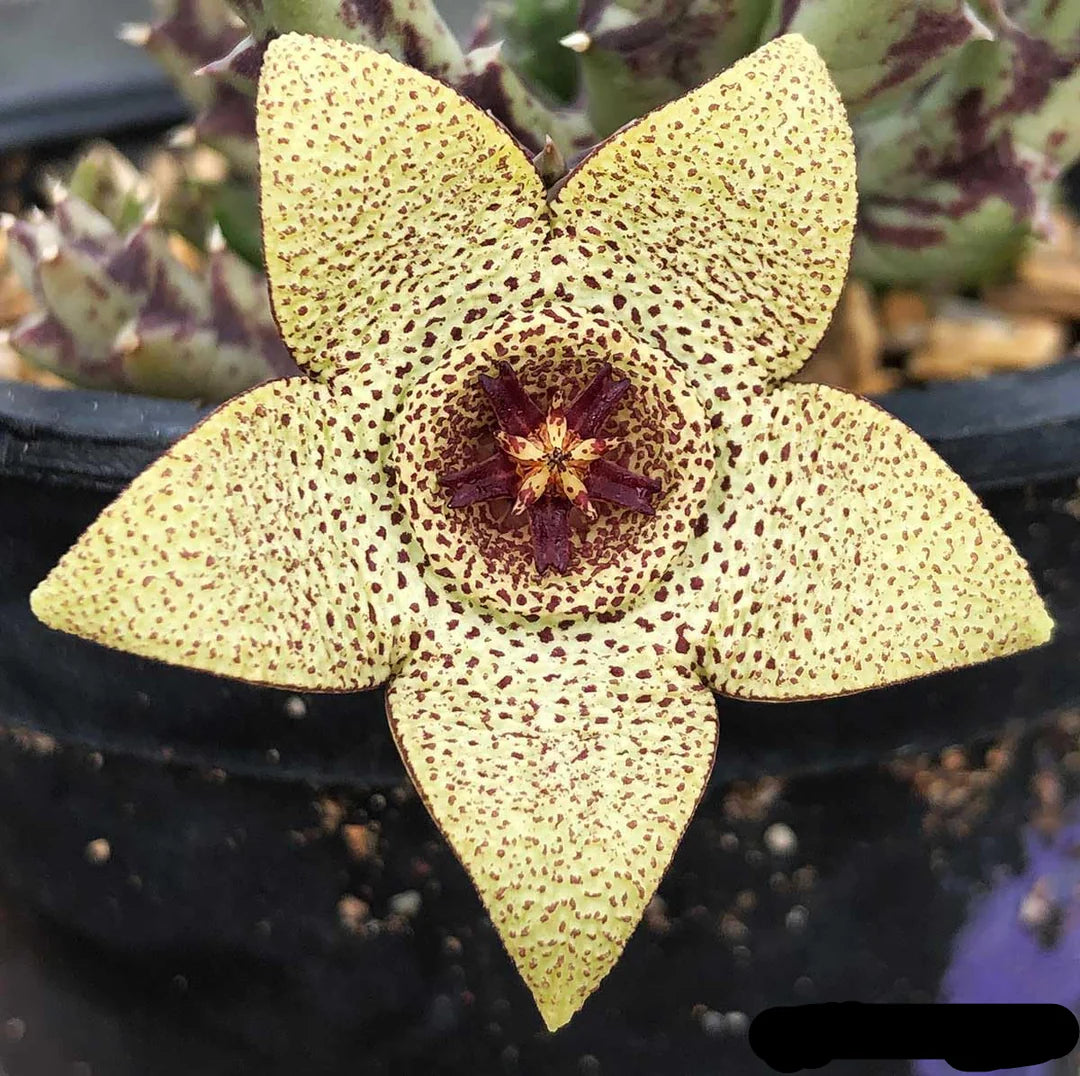 Green Stapelia Plant Seeds for Planting heirloom & Non-GMO Seeds