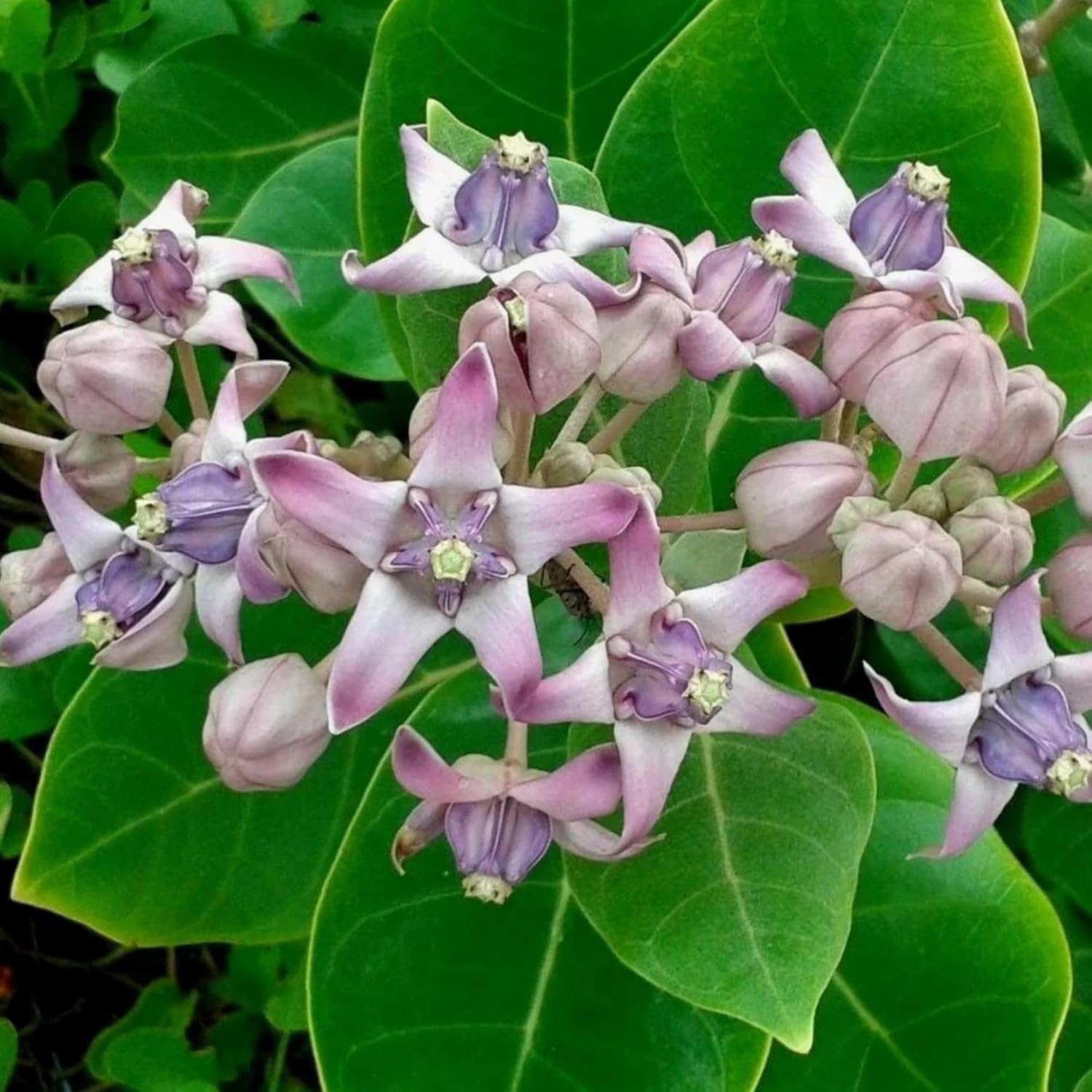 Calotropis Gigantea Seeds