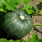 Cronus - Pumpkin for planting in home garden