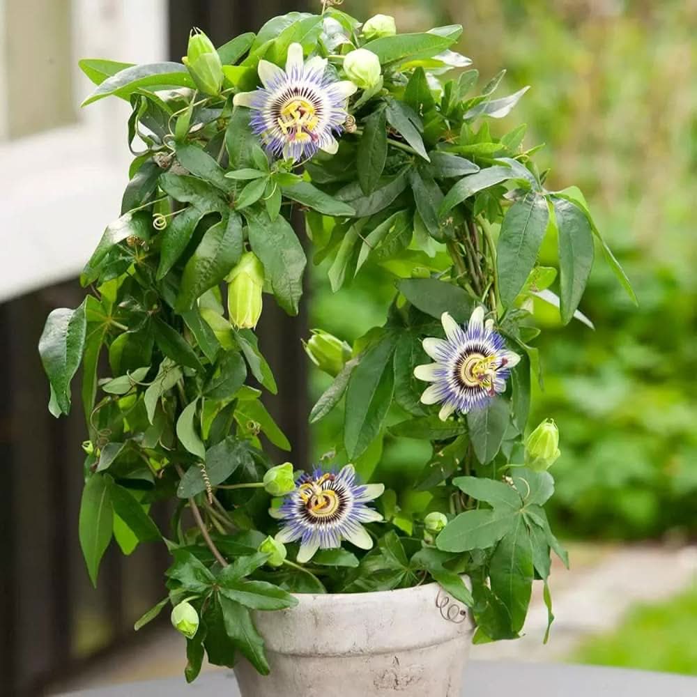 Passion Flower Passiflora edulis flower seeds for planting in vertical garden and trellises