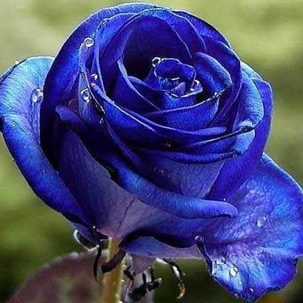 Rose Rosa Hybrida Midnight Supreme Flower Seeds for Planting – Great for Backyard Borders and Seasonal Displays