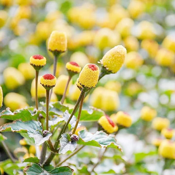 Acmella Oleracea Plant Acmella oleracea Seeds for Planting in Garden & Flower Bed