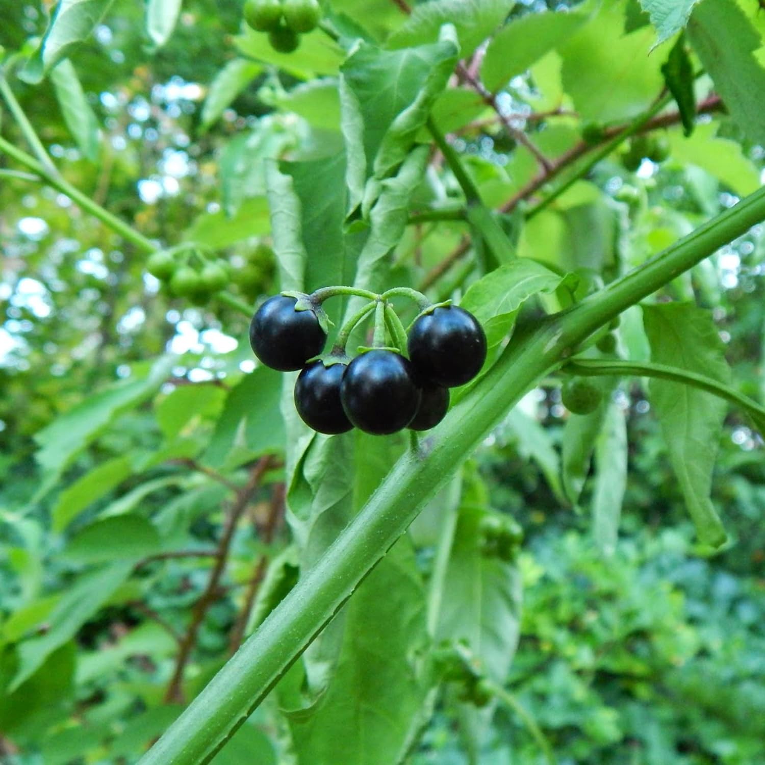 Black Nightshade Seeds