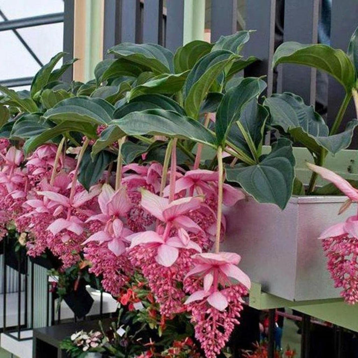Medinilla Flower Seeds for Planting, Pink Variety, 100 pcs