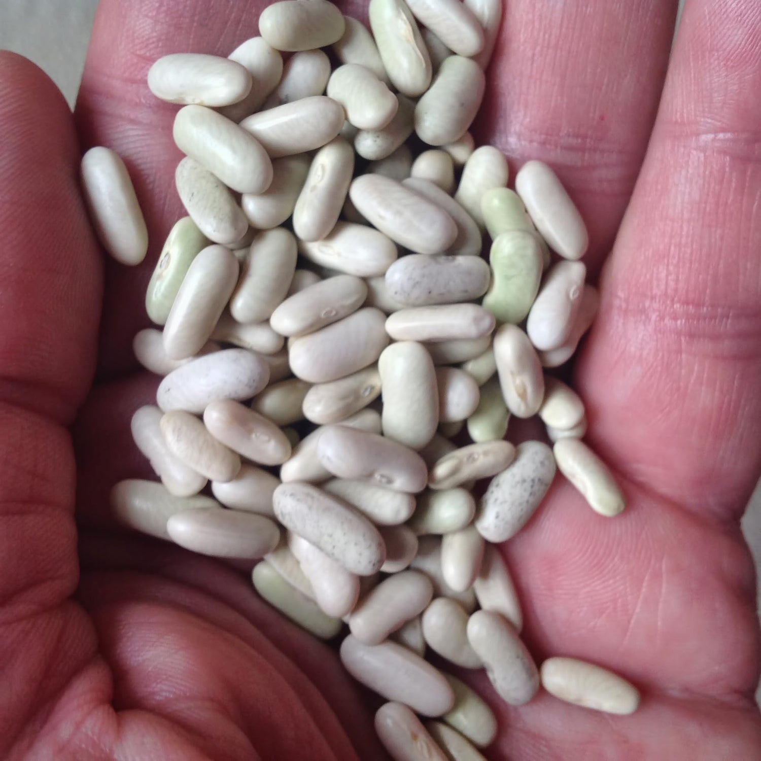 White Bean Seeds pcs