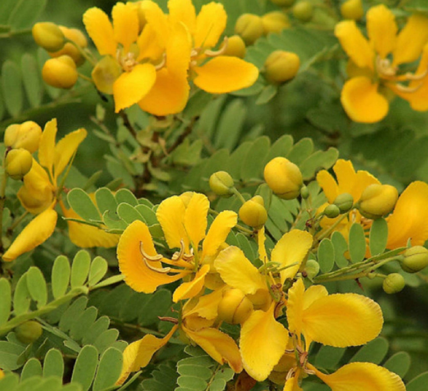 Cassia auriculata – Avaram Senna bright yellow flowers planting