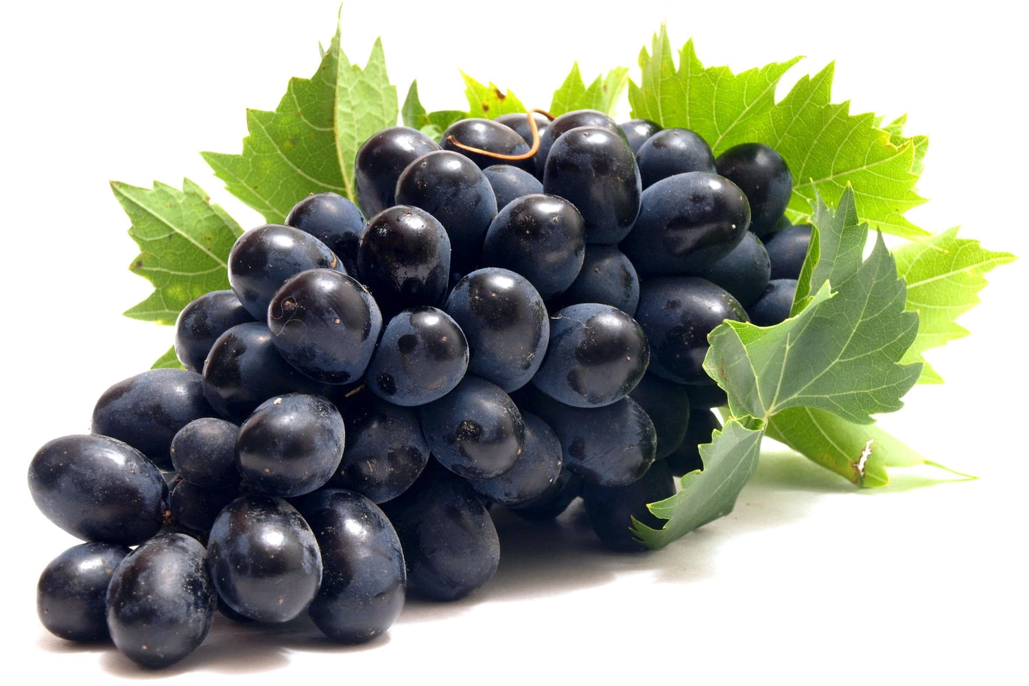 Grape (Vitis vinifera)