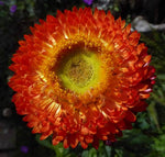 Immortelle straw daisy (Helichrysum) seeds for annual herb garden
