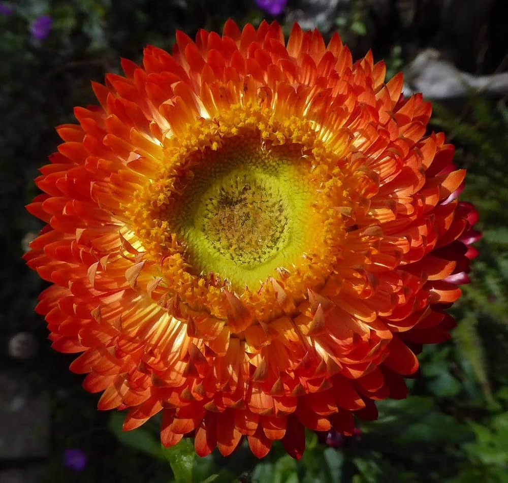 Orange Double Strohblume Helichrysum Flower Seeds