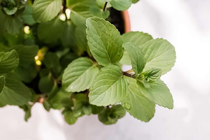 Chocolate Mint Seeds