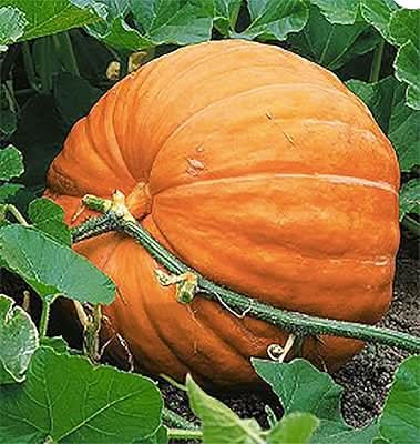 Wallace Whoppers Giant Pumpkin Seeds for Record-Breaking Yields