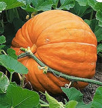 Wallace Whoppers Pumpkin Cucurbita maxima seeds for planting in home garden