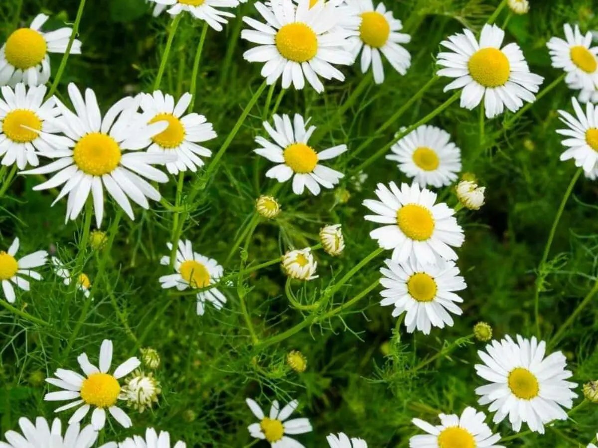 Chamomile Flower Seeds for Garden Planting - NON GMO Seeds for planting in home garden
