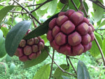 Kadsura Coccinea seeds for planting in home garden