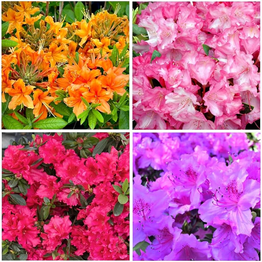 Azalea Rhododendron Simsii Flowering Seeds For Planting and Beautiful Gardening