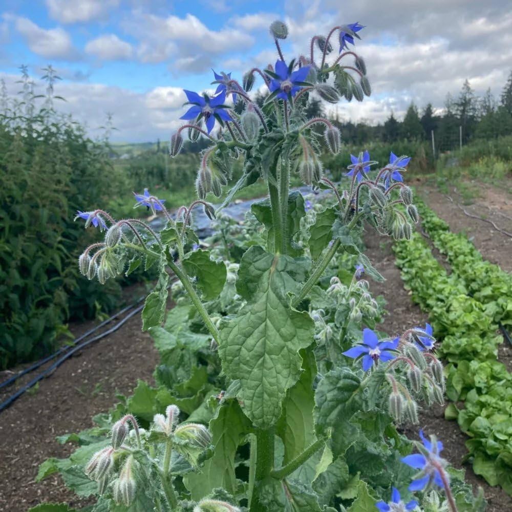 Borage Seeds (Organic)