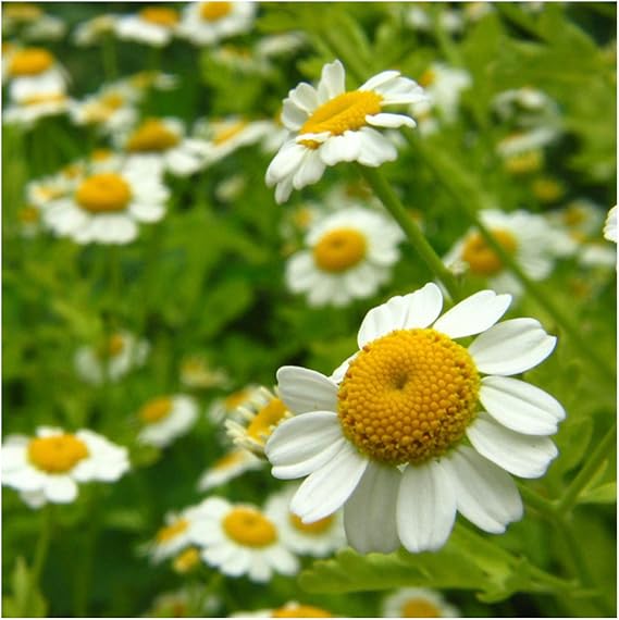 Chamomile Flower Matricaria chamomilla Seeds for Planting in Herb Garden & Flower Bed
