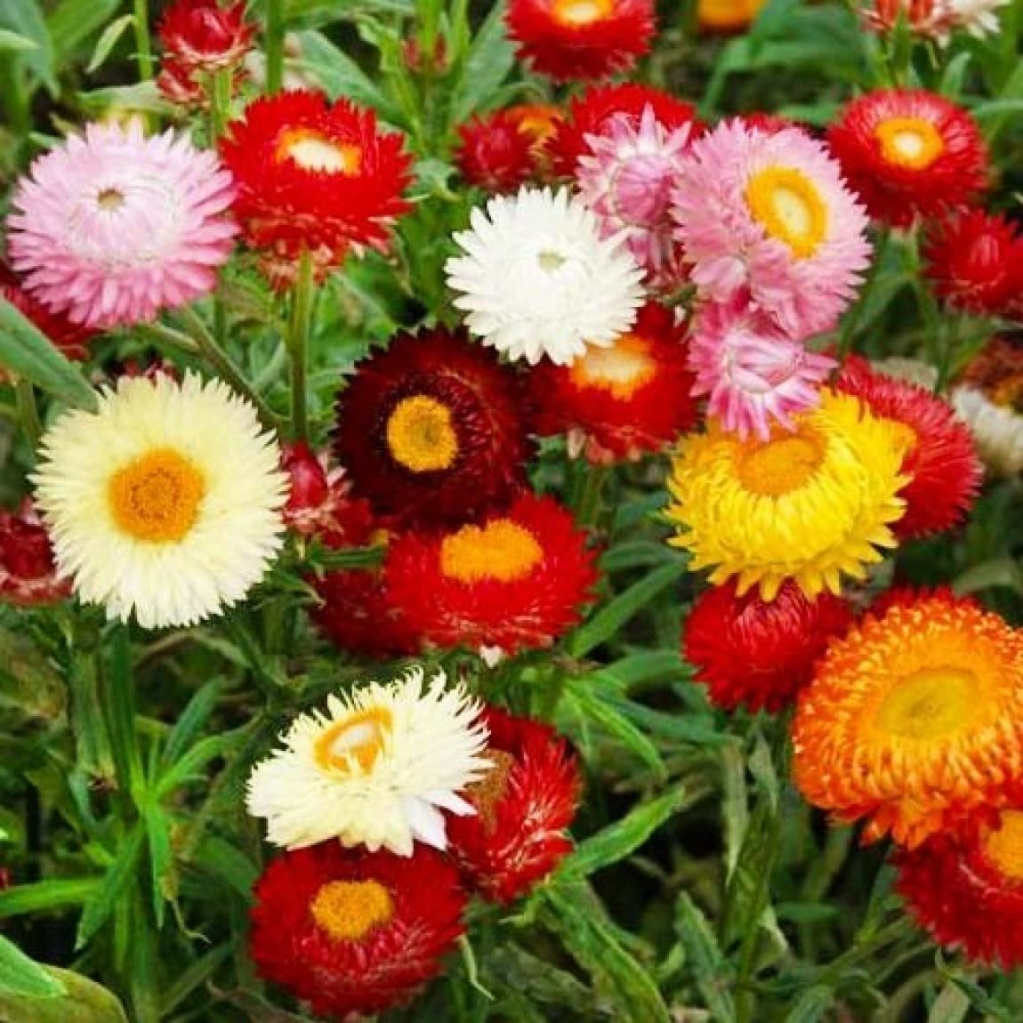 Mix Helianthemum Flower Seeds for Planting, Mixed Colors, 100 seeds for planting in home garden