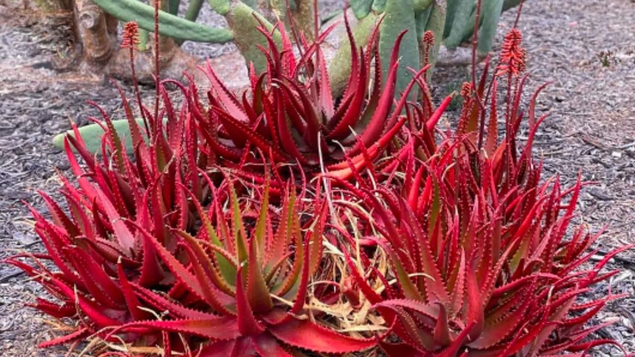 Rare Red Aloe Vera Plant Seeds for Planting-Heirloom & Non-GMO Seeds for planting – Fresh Herb for Your Garden