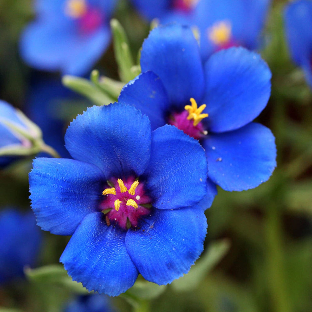 Anagallis Monelli Blue Pimpernel Seeds – Ground Cover Garden Blooms ...
