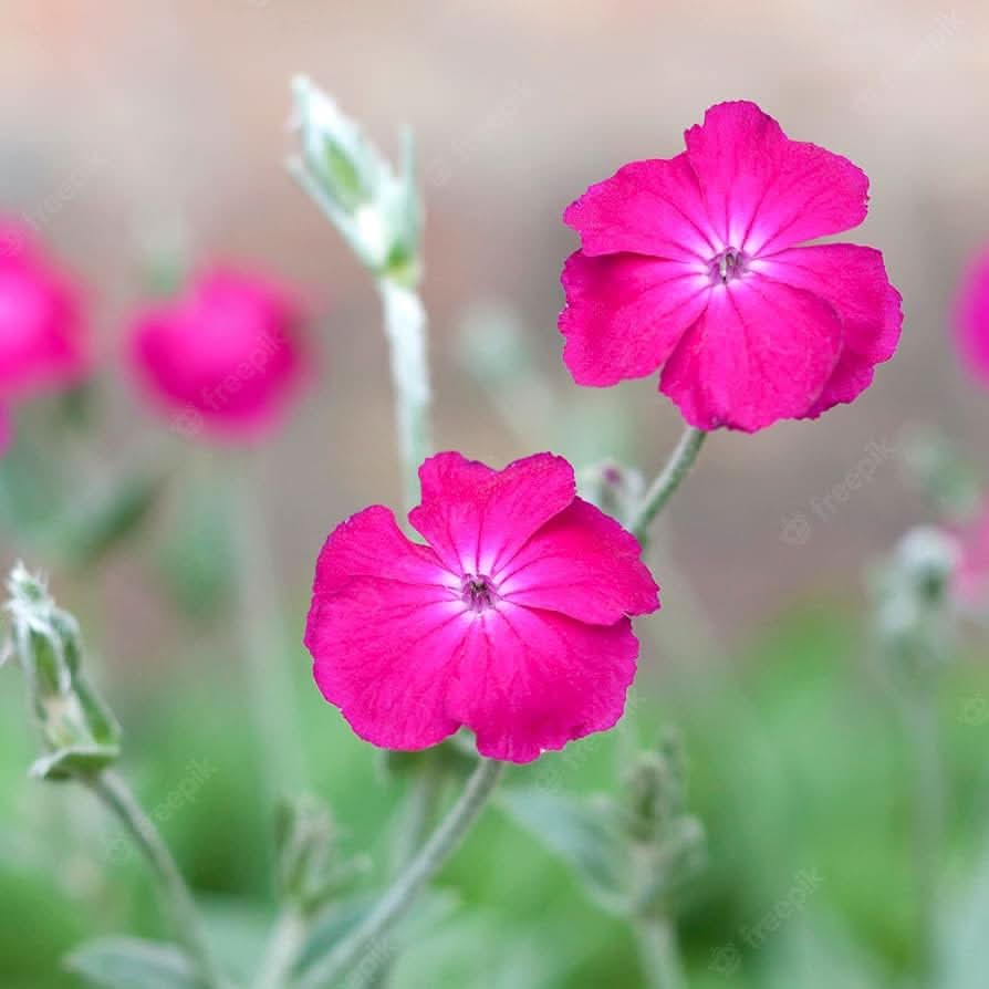 Tall Pink Campion Silene Armeria Wildflower Seeds