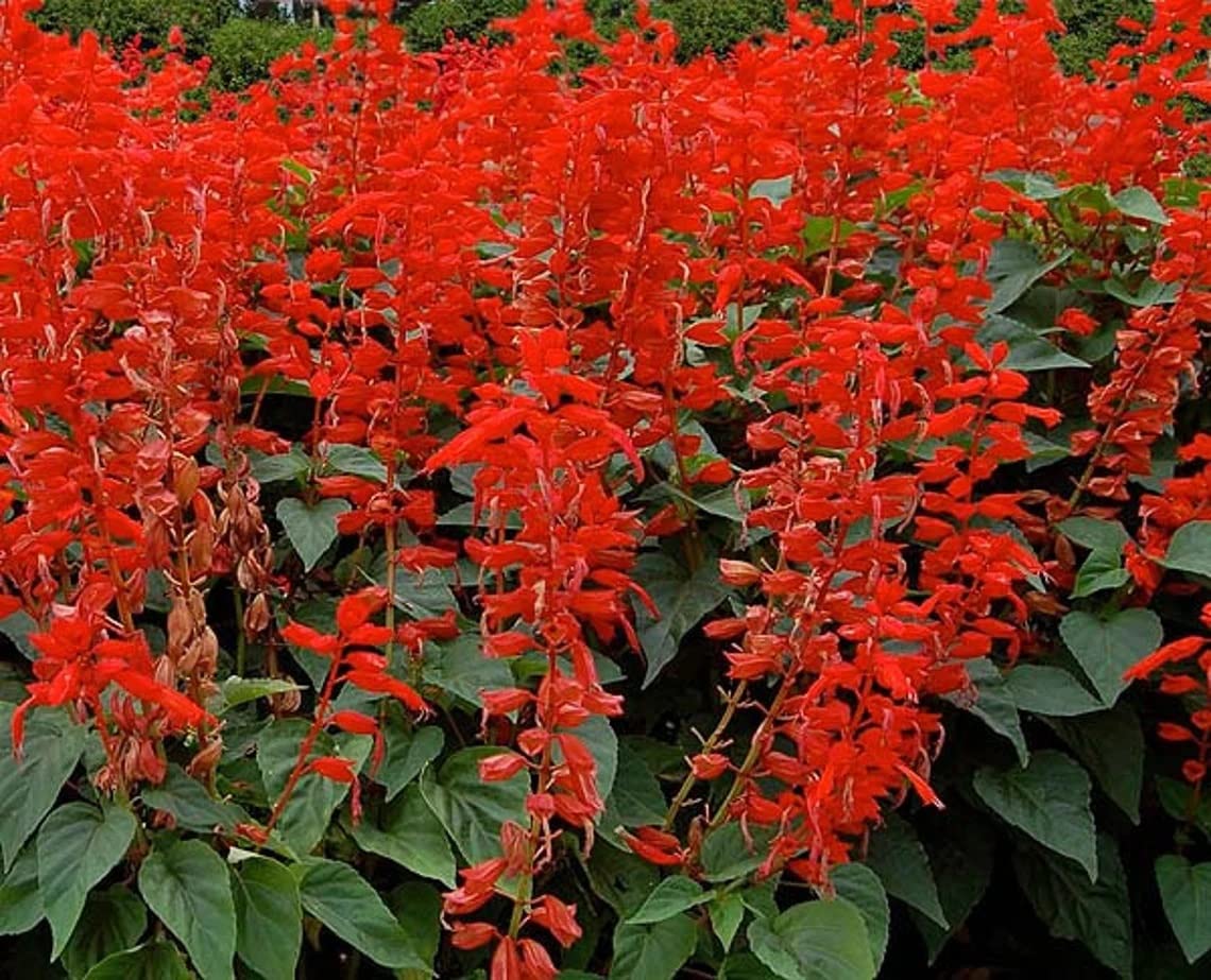 Salvia Sizzler Burgundy Seeds – Drought-Resistant Perennial Sage Flowers