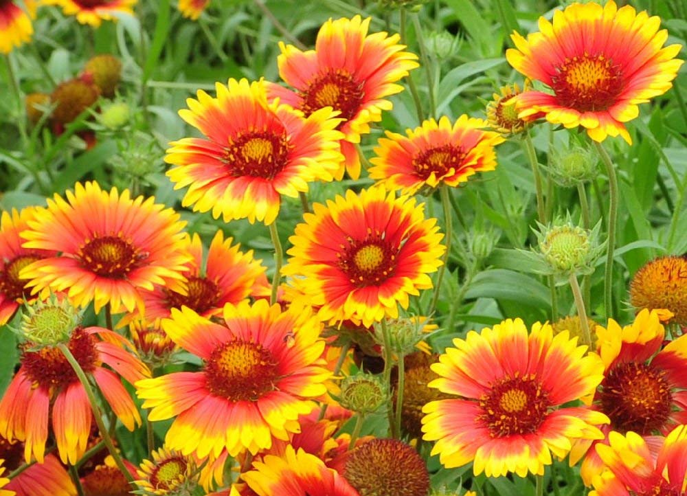 Eateral Flowers for planting in flower bed