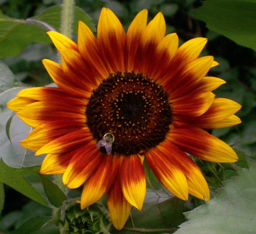 Helianthus Annuus Autumn Beauty - Seeds for Stunning Sunflowers with Autumnal Colors