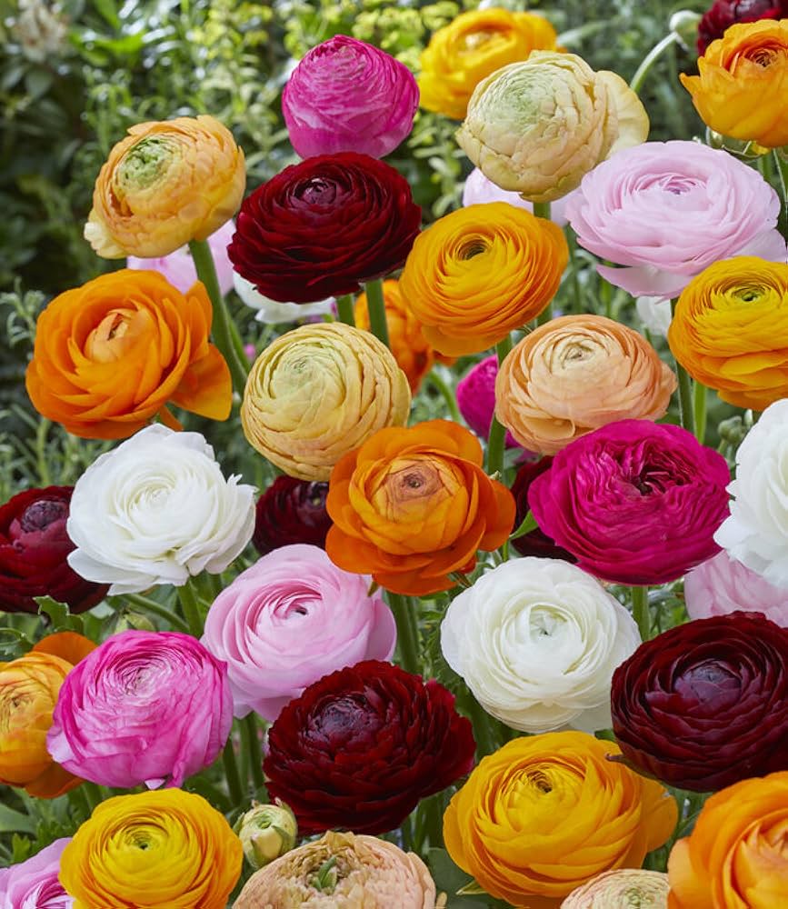 Ranunculus Seeds - Homecoming Mix