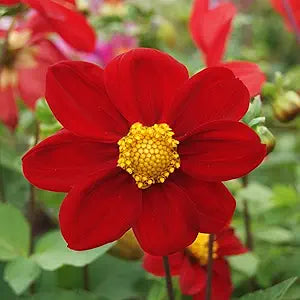 Dahlia Dahlia pinnata Mignon Roxy Red Flowering Seeds For Planting in decorative garden pots or beds