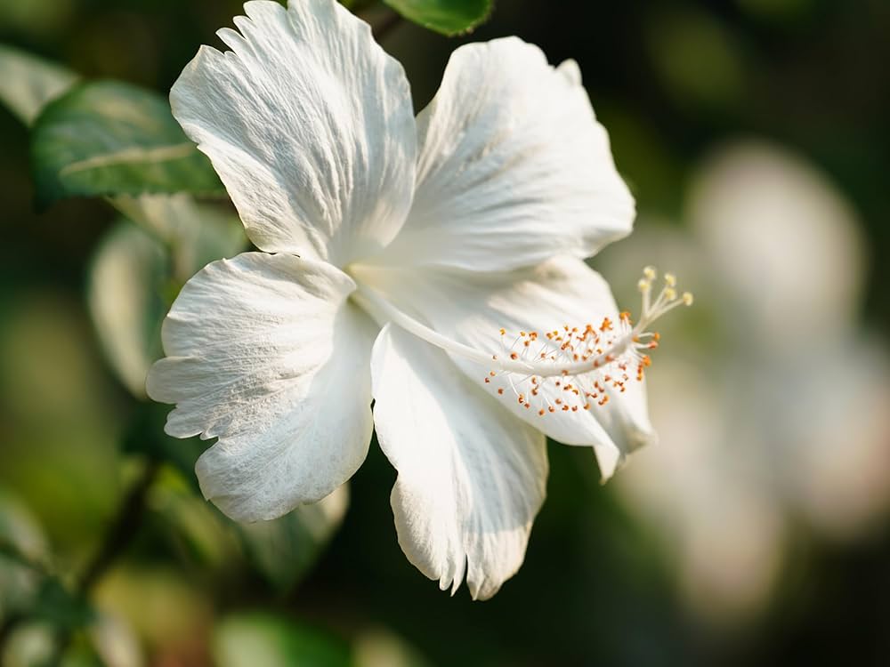 Silver White Hibiscus Hibiscus rosa-sinensis flower seeds for tropical home garden planting