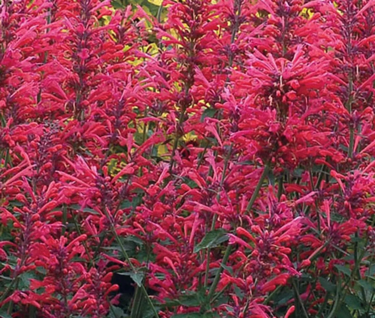 Agastache Cana Flower Seeds for Planting - NON GMO Seeds Dhara Seeds
