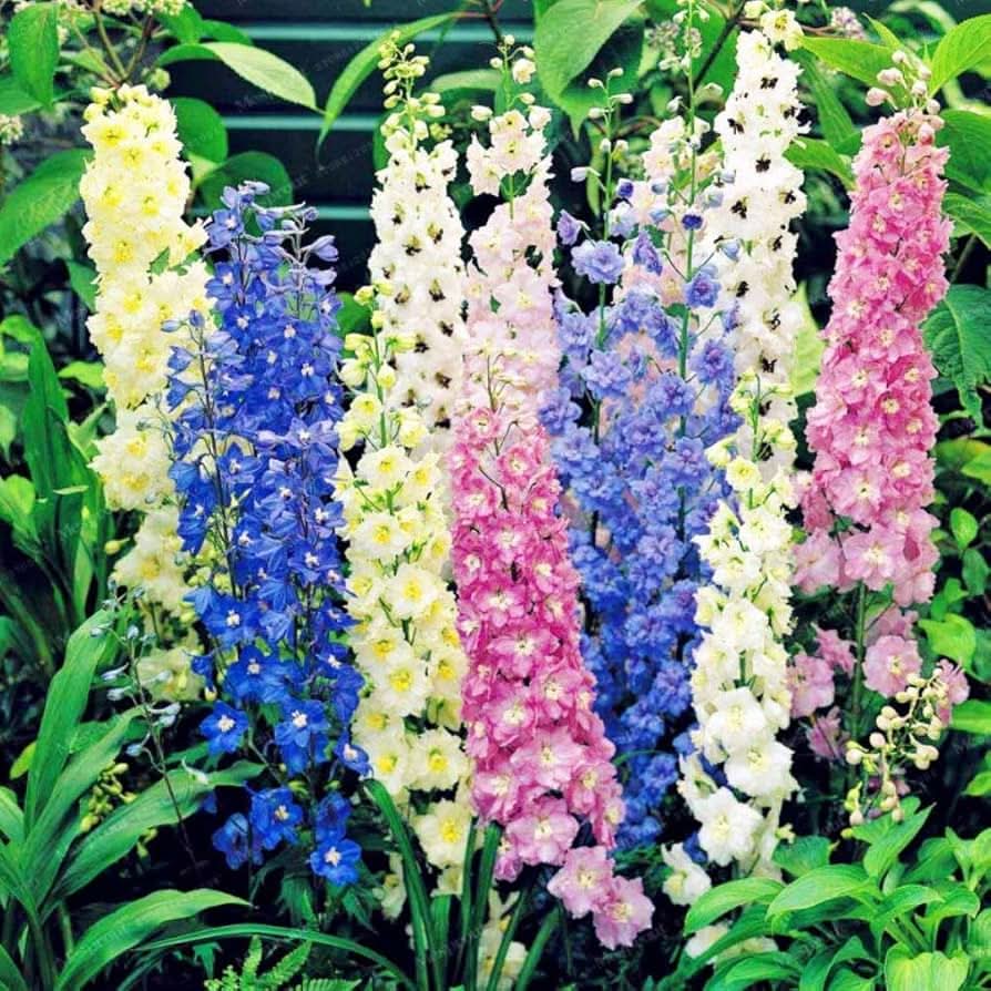 Rocket Delphinium elatum Flower Seeds for Planting in backyard gardens