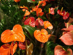 Multi-Colour Anthurium Flower Seeds for Planting - NON GMO Seeds Dhara Seeds