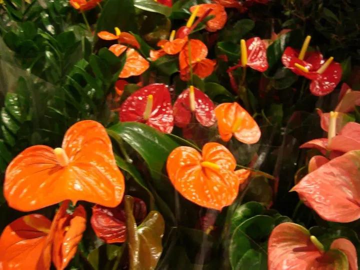Multi-Colour Anthurium Flower Seeds for Planting - NON GMO Seeds Dhara Seeds