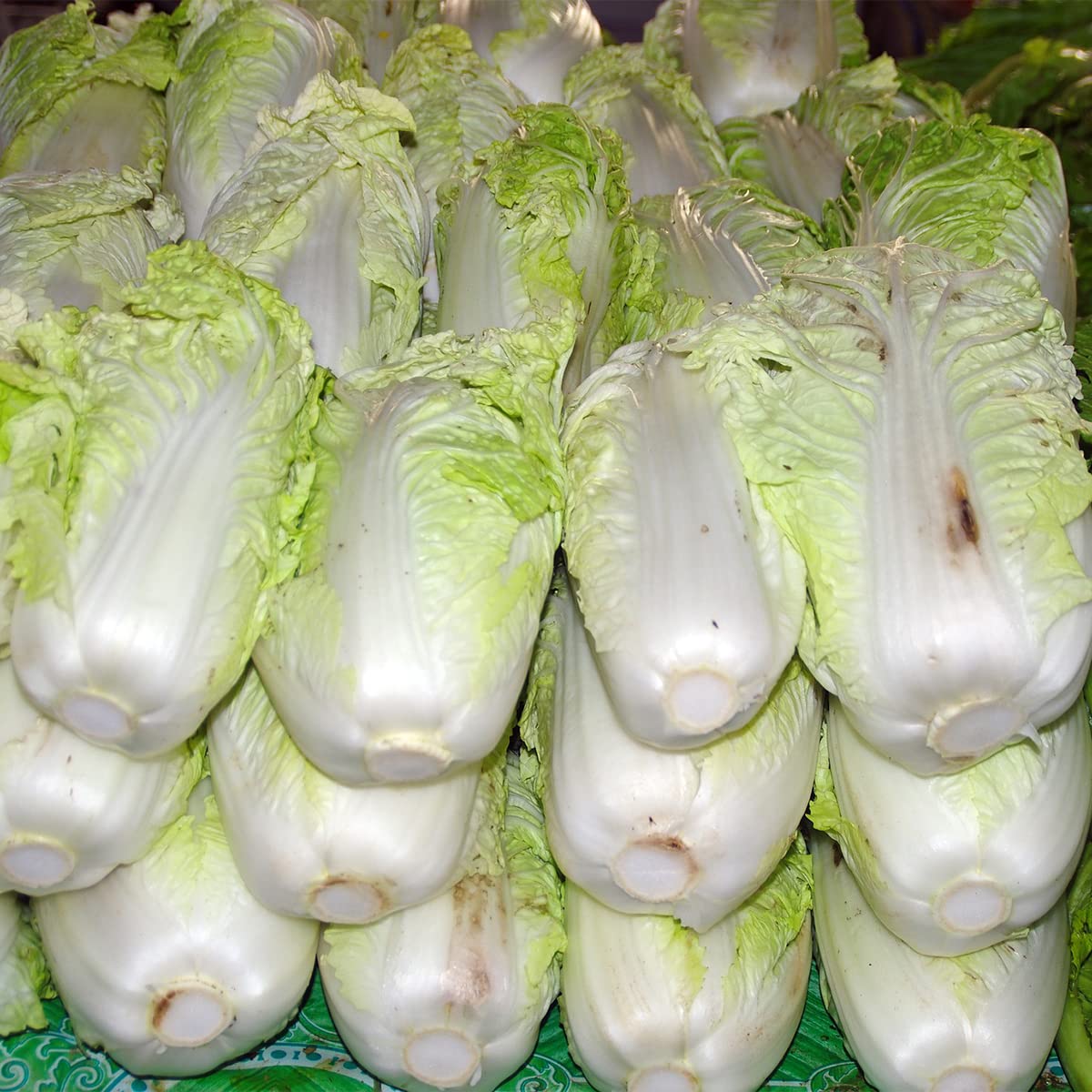 Chinese Cabbage Brassica Rapa Pekinensis Seeds for Planting in Vegetable Patch and Kitchen Garden