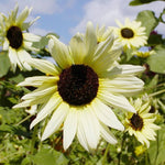 Vanilla Ice Sunflower Long-Lasting Annual Flower Seeds for beautiful yellow blooms