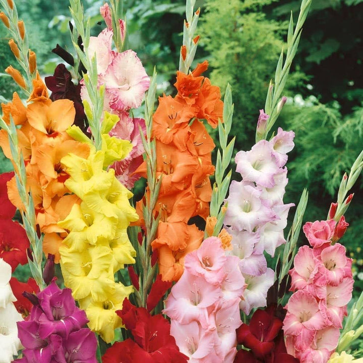 Heirloom Non-GMO Gladiolus Flower Seeds for Planting – White and Pink Blooms for Elegant Cutting Gardens