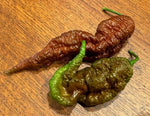 Fatalii Chocolate Chili Capsicum chinense for planting in vegetable patch
