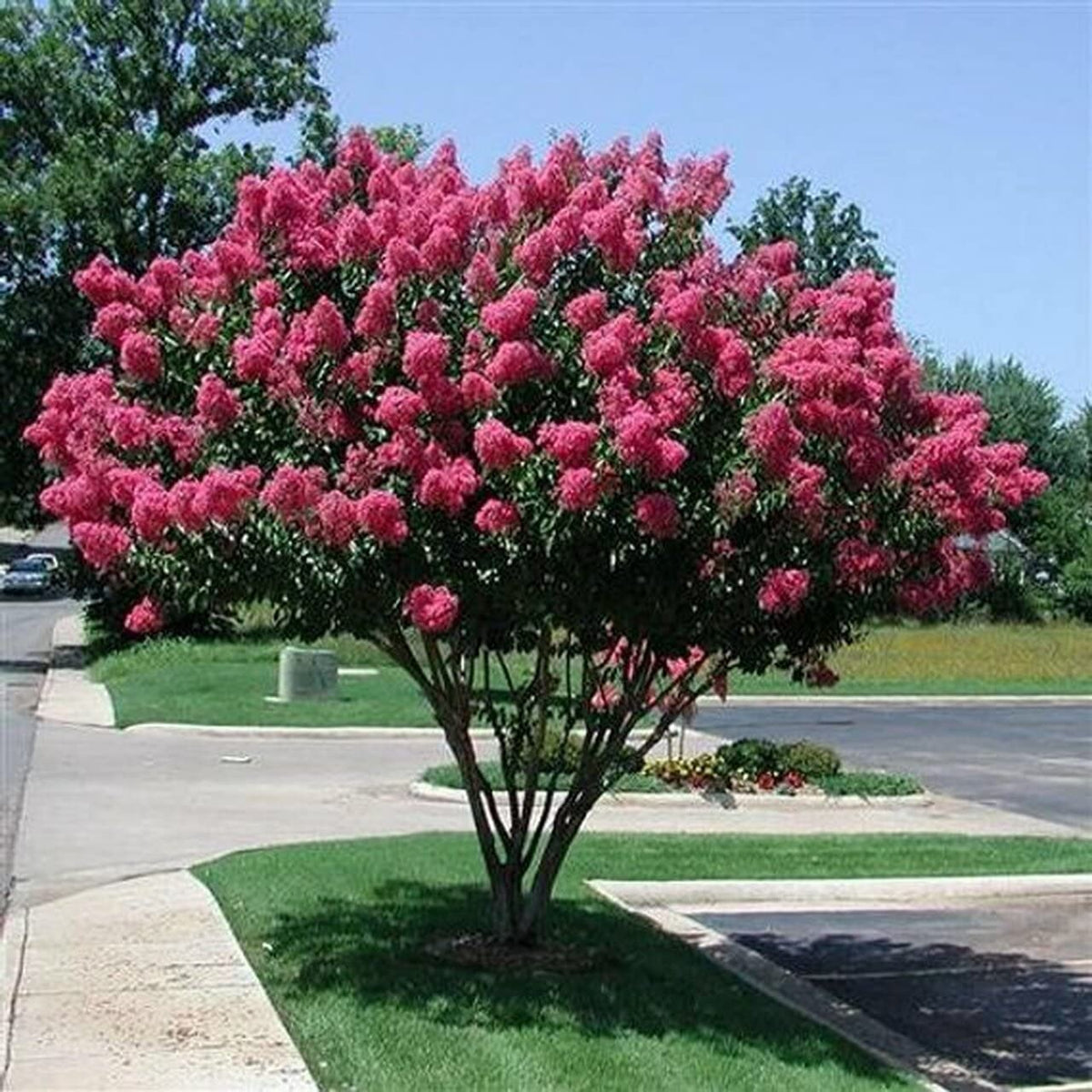 Crepe Myrtle Lagerstroemia Indica Seeds for Planting Flowering Hedges Yard