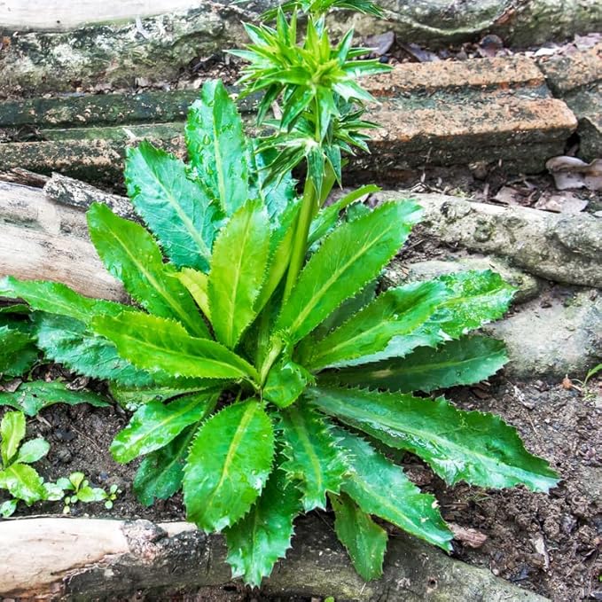 Reca Culantro for planting