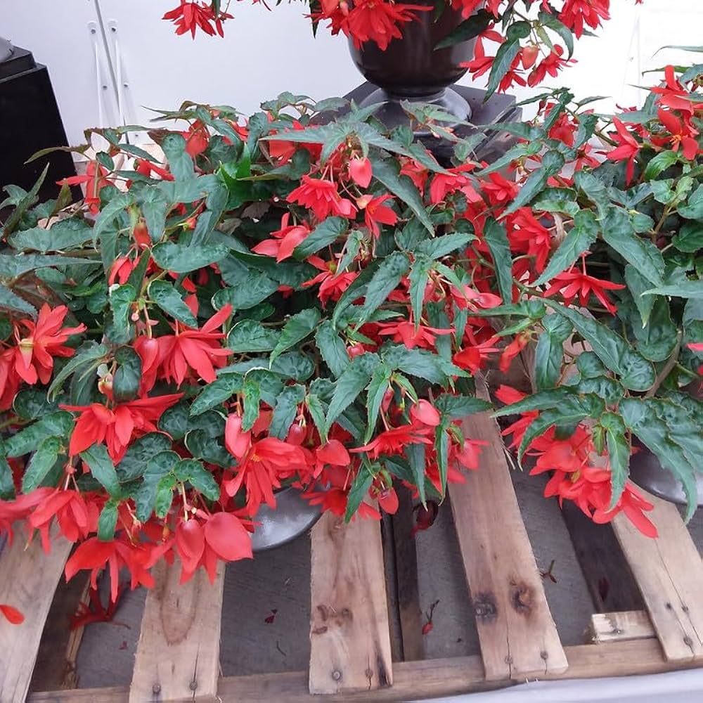 Dusk Nectar Begonia Seeds or Seeds Flower Flower Seeds – Heirloom, Non-GMO, High Germination Organic Garden Seeds