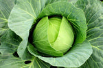 Macaroni Brassica Oleracea Seeds for planting in school garden