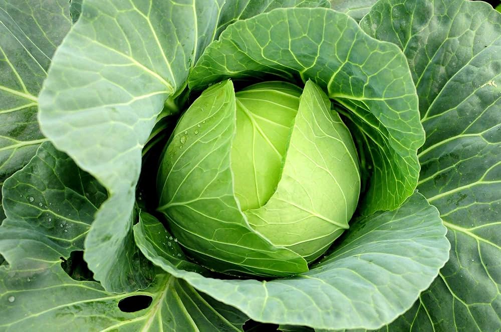 Macaroni Brassica Oleracea Seeds for planting in school garden