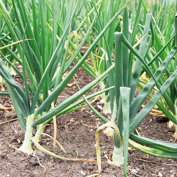 Onion Allium cepa White Bundling vegetable seeds for planting in kitchen garden or garden beds